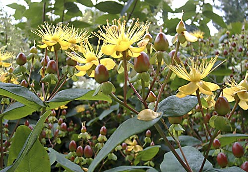 Hypericum kouytchense