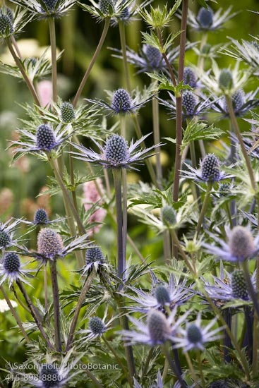 Eryngium Sapphire Blue