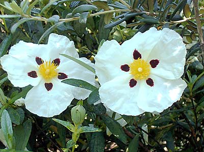 Cistus ‘Snow Fire’