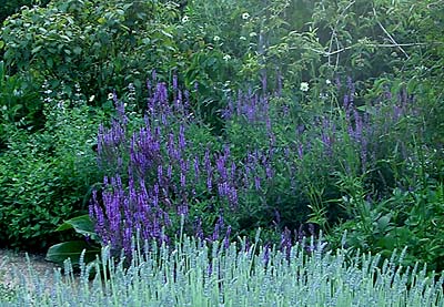 Salvia nemorosa ‘Amethyst’