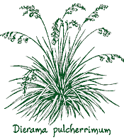 <i>Dierama pulcherrimum</i>