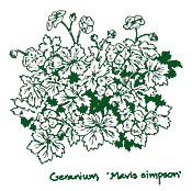 <i>Geranium</i> x <i>riversleaianum</i> ‘Mavis Simpson’