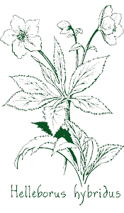 <i>Helleborus</i> x <i>hybridus</i>
