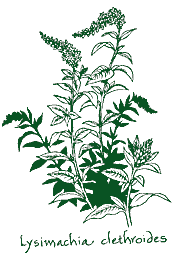 <i>Lysimachia clethroides</i>