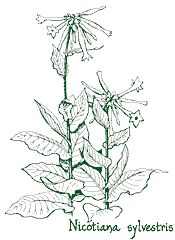 <i>Nicotiana sylvestris</i>