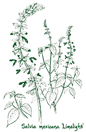 <i>Salvia mexicana</i> ‘Limelight’