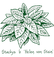 <i>Stachys byzantina</i> ‘Helen von Stein’
