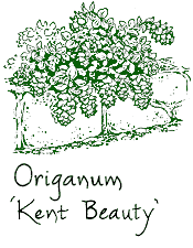 <i>Origanum</i> ‘Kent Beauty’