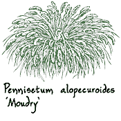 <i>Pennisetum alopecuroides</i> ‘Moudry’