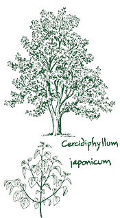 <i>Cercidiphyllum japonicum</i>