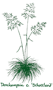 <i>Deschampsia cespitosa</i> ‘Schottland’