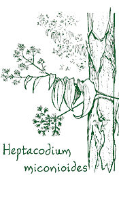 <i>Heptacodium miconioides</i>