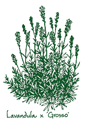 <i>Lavandula</i> x <i>x intermedia</i> ‘Grosso’