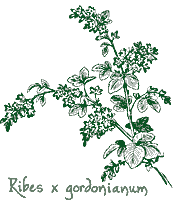 <i>Ribes</i> x <i>x gordonianum</i>