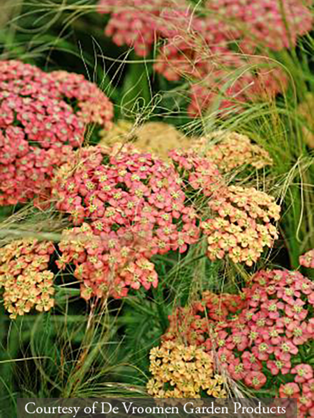 Achillea &lsquo;Apricot&rsquo;