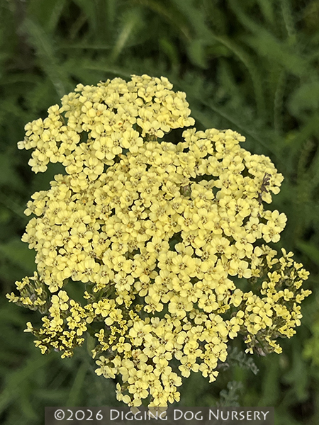 Achillea &lsquo;Hella Glashoff&rsquo;