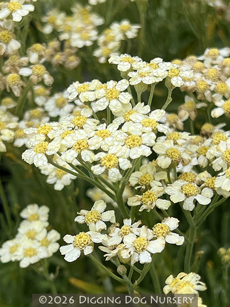 Achillea tomentosa &lsquo;King Edward&rsquo;