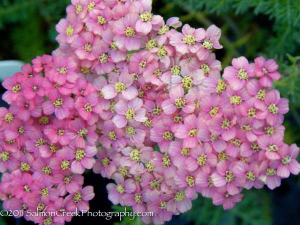 Pretty Belinda Yarrow, Achillea millefolium 'Pretty Belinda