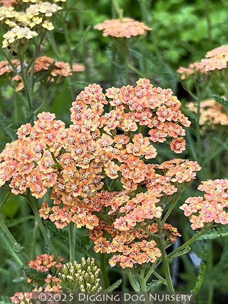 Achillea Sawa Sawa