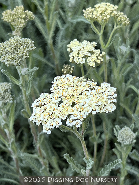 Achillea ‘Taygetea (cream form)’