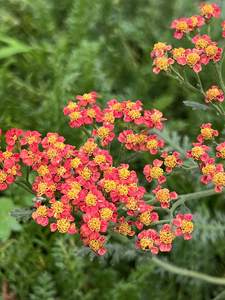 Achillea ‘Walther Funcke’