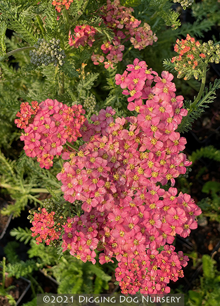 Achillea ‘Weser River Sandstone’