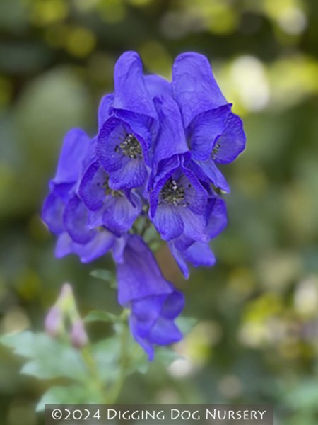 Aconitum carmichaelii &lsquo;Arendsii&rsquo;