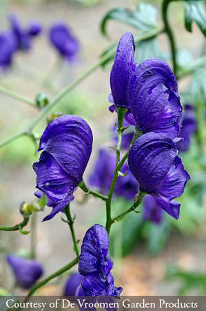 Aconitum henryi Sparks Variety