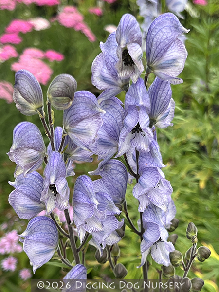 Aconitum cammarum &lsquo;Stainless Steel&rsquo;