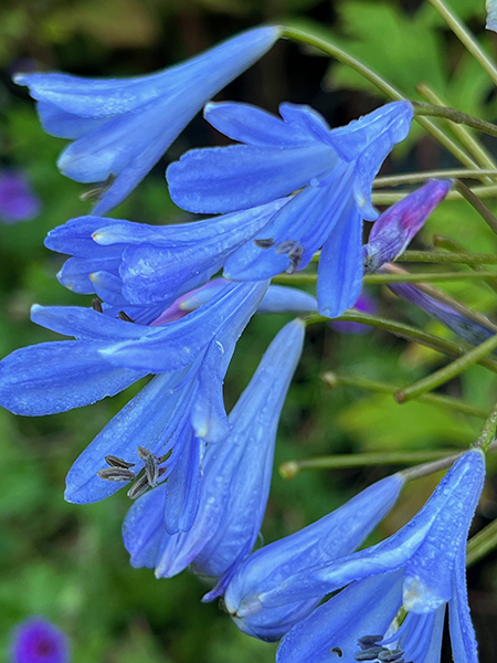 Agapanthus ‘Lilliput’