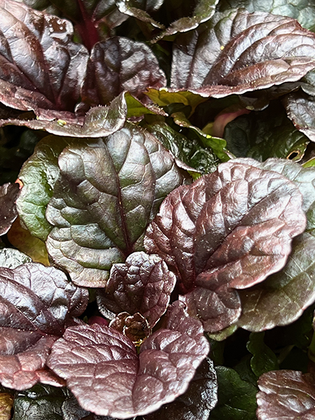 Ajuga reptans ‘Black Scallop’