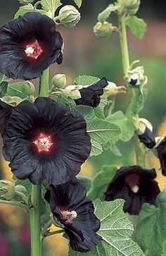 Alcea rosea Blacknight