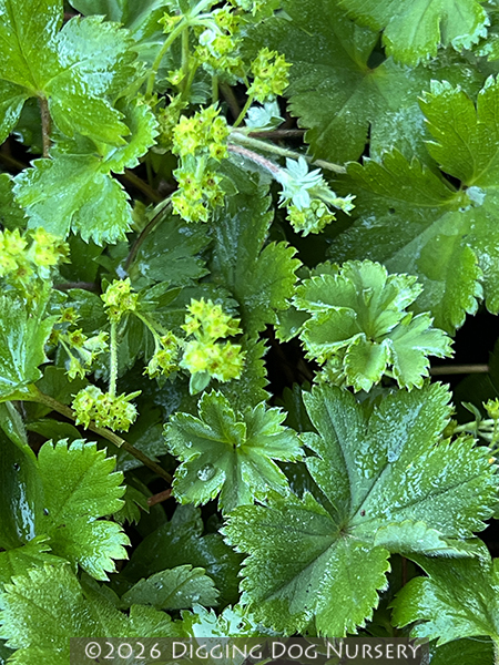 Alchemilla erythropoda