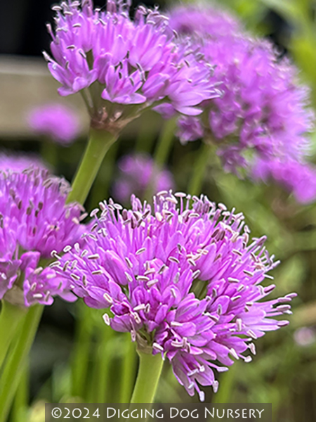 Allium Millenium