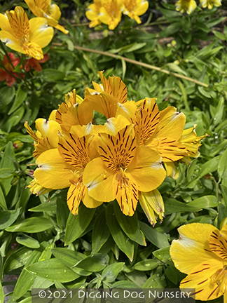 Alstroemeria ‘Inca Rio’