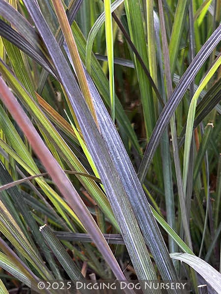 Andropogon gerardii Holy Smoke