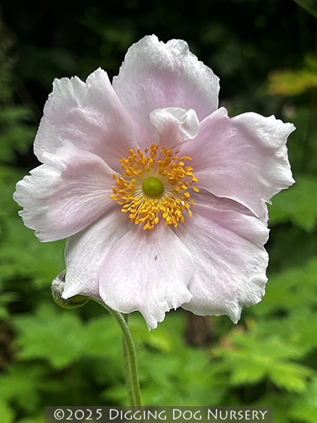 Anemone hybrida ‘Alice’