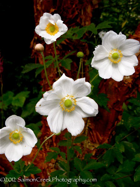 Anemone hybrida Andrea Atkinson