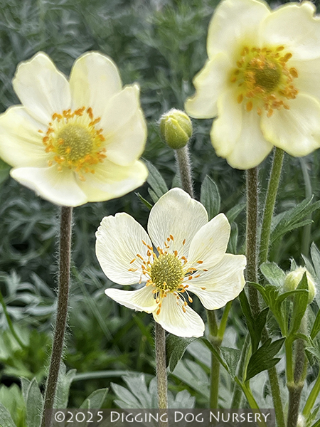 Anemone magellanica