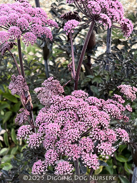 Angelica sylvestris ‘Vicars Mead’