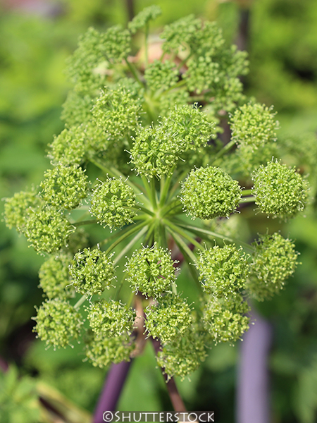 Angelica archangelica
