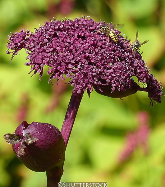 Angelica gigas
