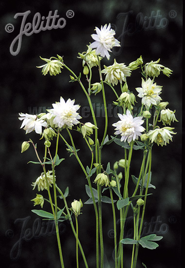 Aquilegia vulgaris Green Apples