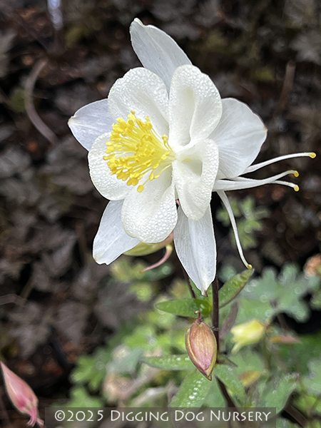 Aquilegia ‘Kristall’