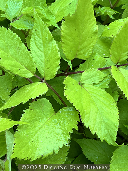 Aralia cordata ‘Sun King’