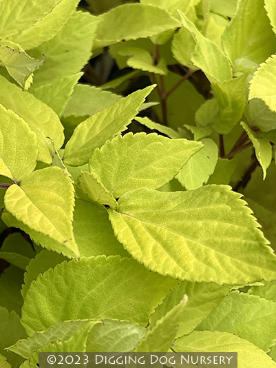 Aralia cordata ‘Sun King’