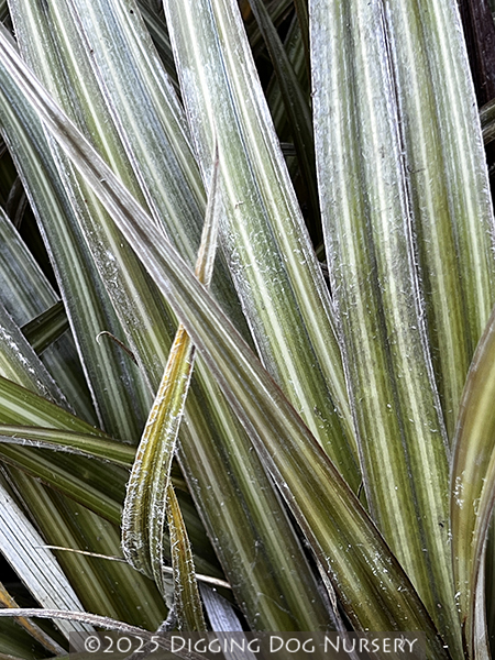 Astelia nivicola ‘Red Gem’