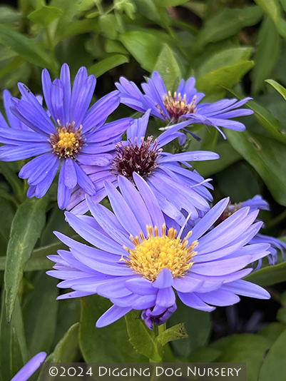 Aster novi-belgii ‘Blue Danube’