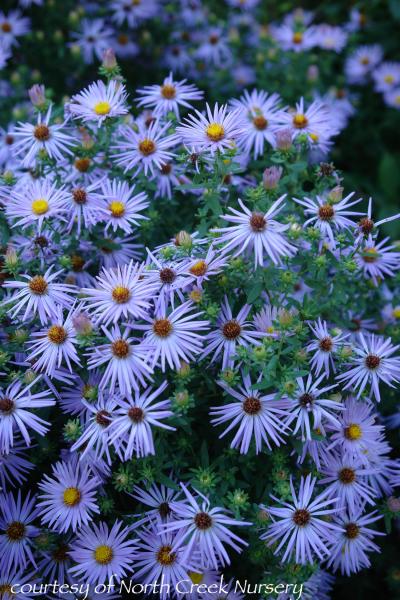 Aster laevis Bluebird