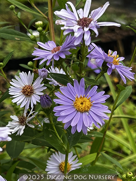 Aster laevis ‘Climax’